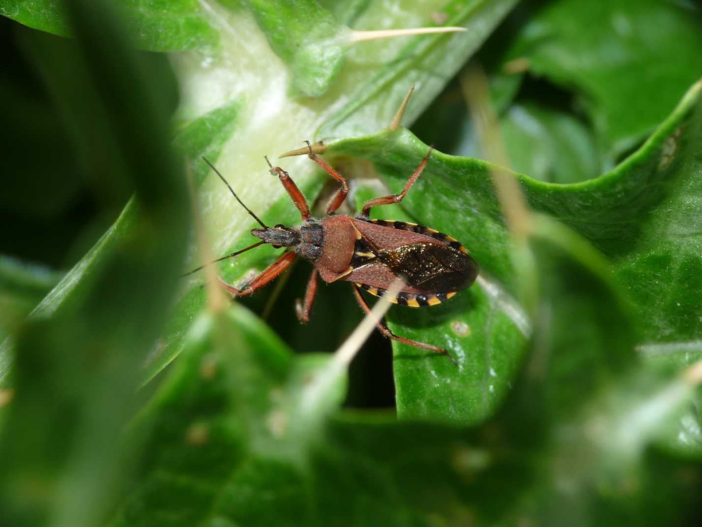 Reduviidae: Rhynocoris erythropus del Lazio (Tolfa - RM)